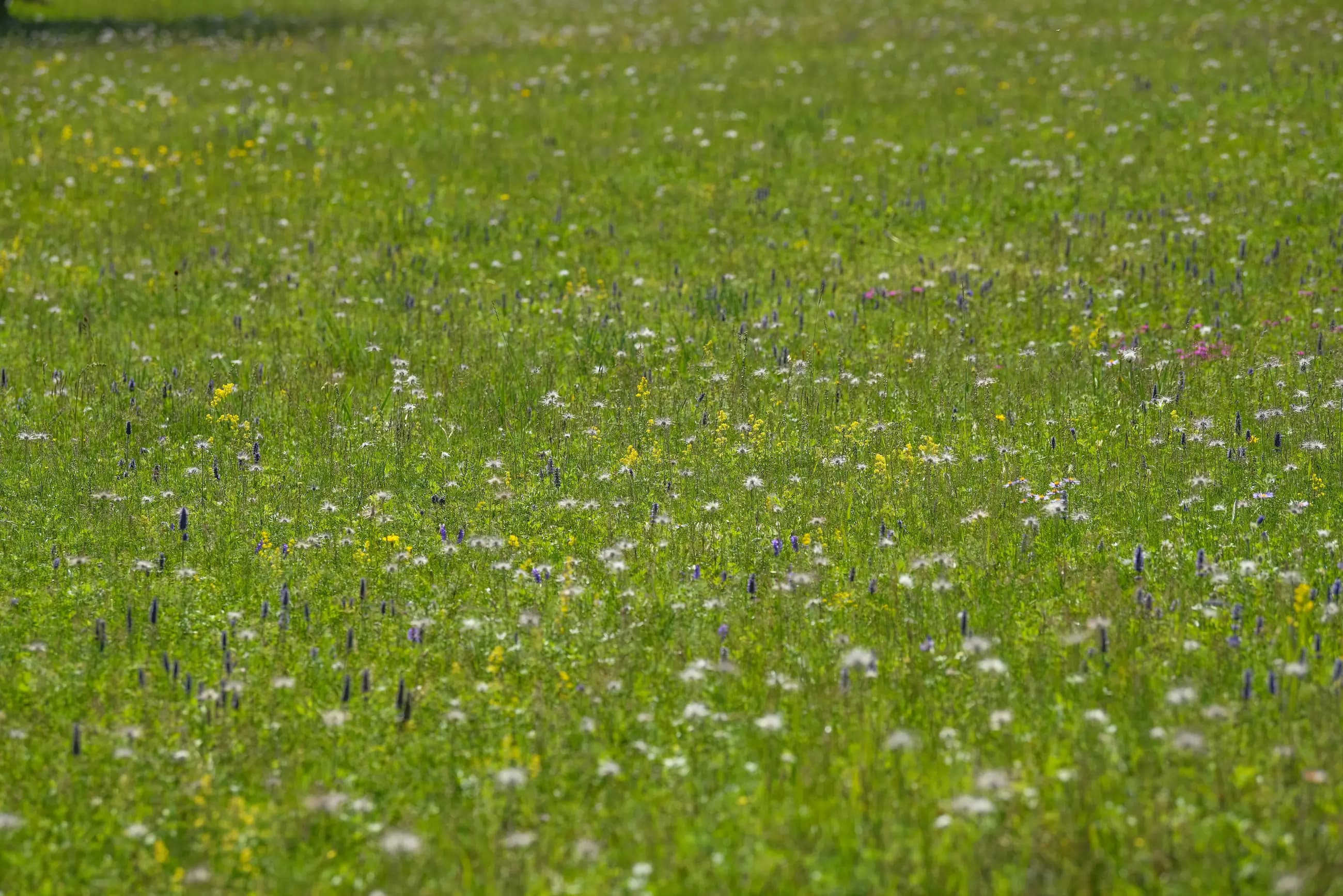 gallery — the resort — DBR_6694