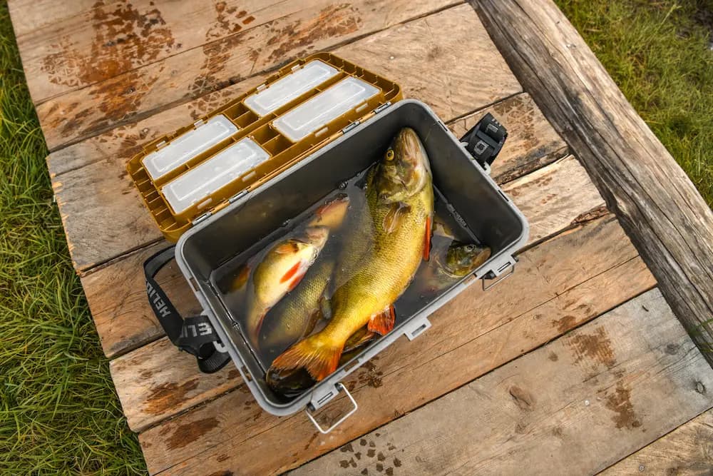 silogrid — wilderness